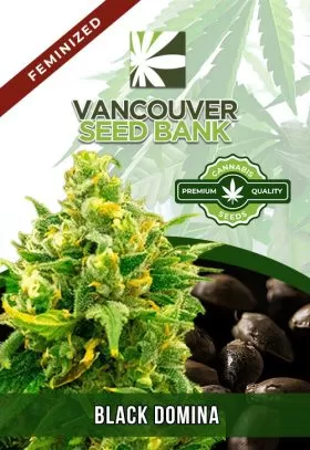 Black Domina Strain Feminized