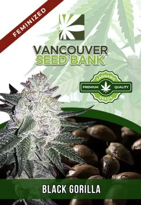 Black Gorilla Strain Feminized