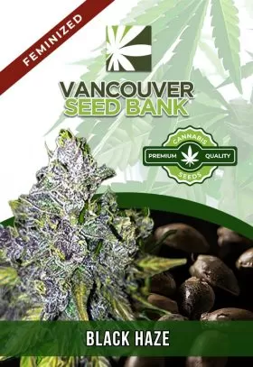 Black Haze Feminized