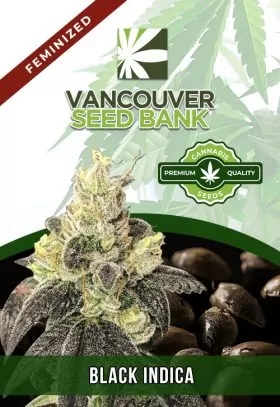 Black Indica Strain Feminized