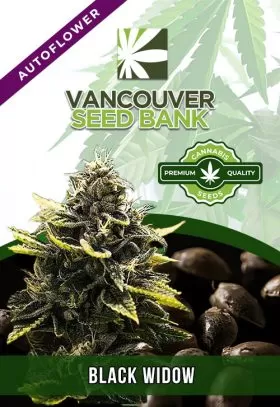 Black Widow Strain