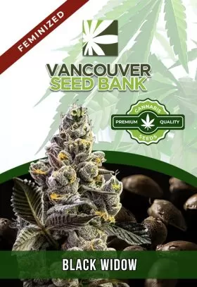 Black Widow Strain Feminized