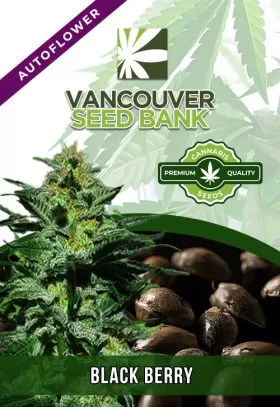 Blackberry Strain