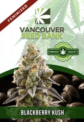 Blackberry Kush Feminized