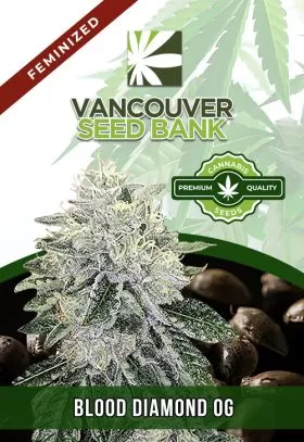 Blood Diamond OG Strain Feminized