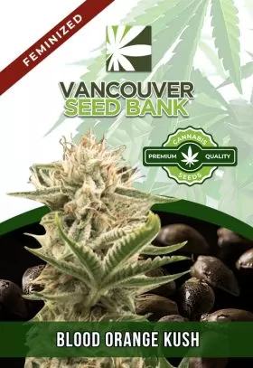 Blood Orange Kush Feminized