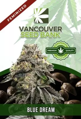 Blue Dream Strain Feminized