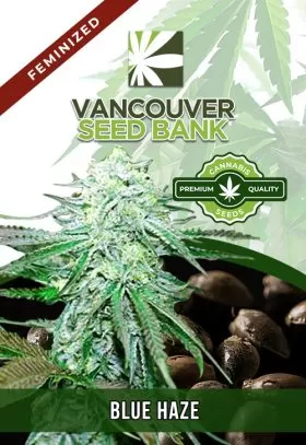 Blue Haze Feminized