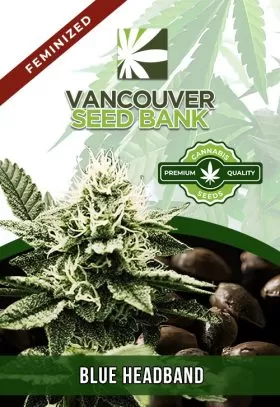 Blue Head Band Strain Feminized