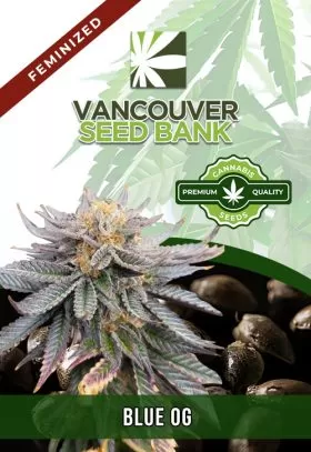 Blue OG Strain Feminized