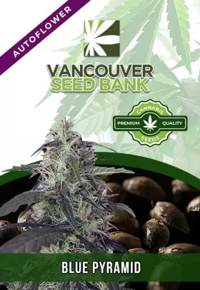 Blue Pyramid Strain