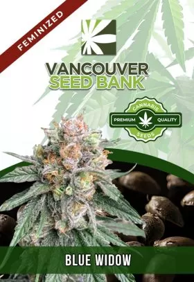 Blue Widow Strain Feminized