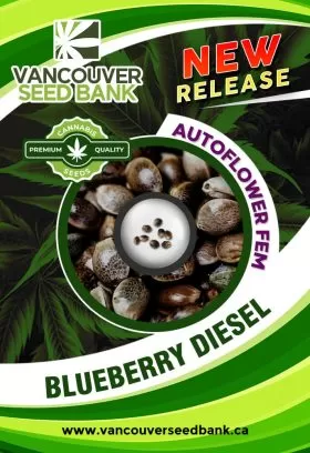 Blueberry Diesel Strain Autoflowering Feminized