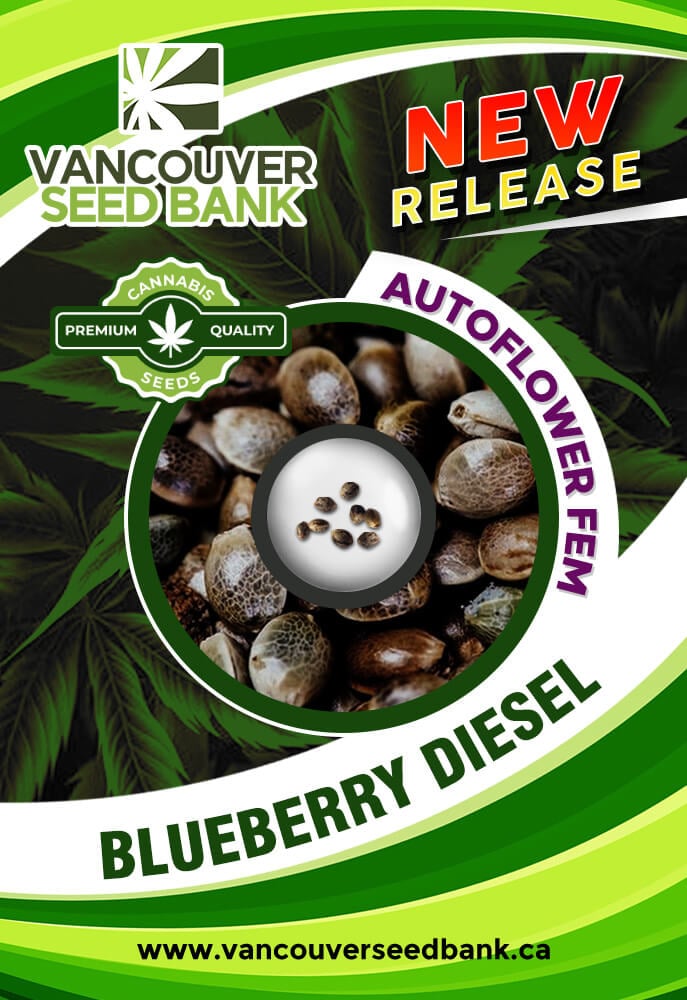 Blueberry Diesel Strain Autoflowering Feminized