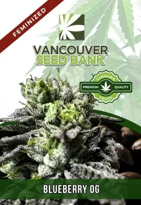 Blueberry OG Strain Feminized