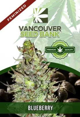Blueberry Strain Feminized