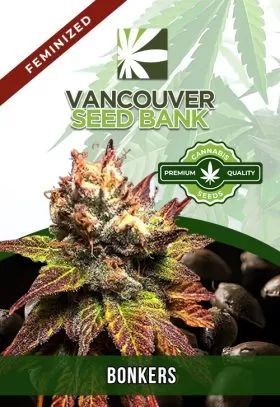 Bonkers Strain Feminized
