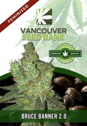 Bruce Banner 2.0 Strain Feminized