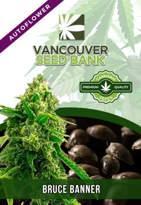 Bruce Banner Strain