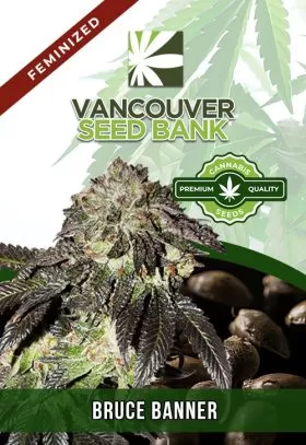 Bruce Banner Strain Feminized