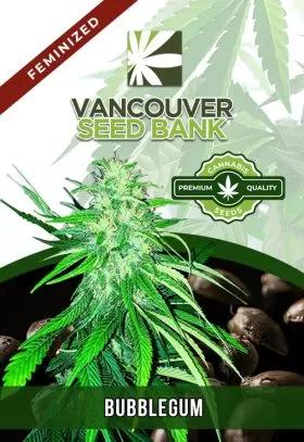 Bubblegum Strain Feminized