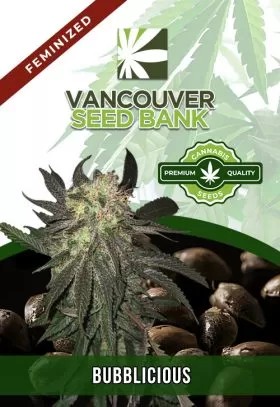 Bubblicious Strain Feminized