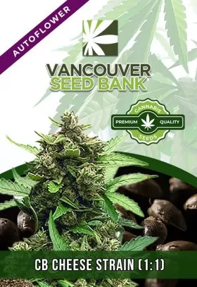 CB Cheese (1:1) Strain