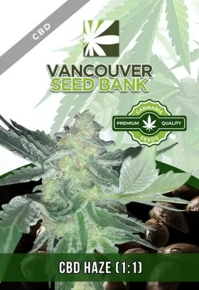 CBD Haze (1-1)