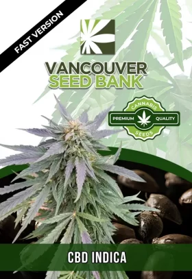 CBD Indica Strain Fast Version