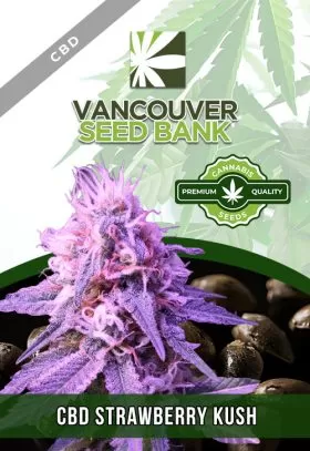 CBD Strawberry Kush