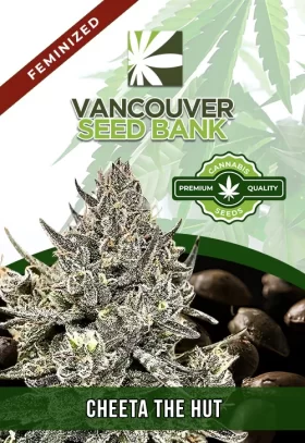 Cheeta The Hut Strain Feminized