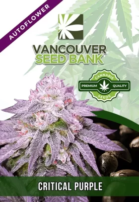 Critical Purple Strain