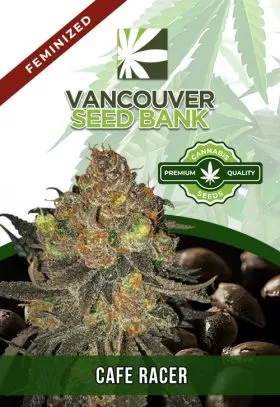 Cafe Racer Strain Feminized