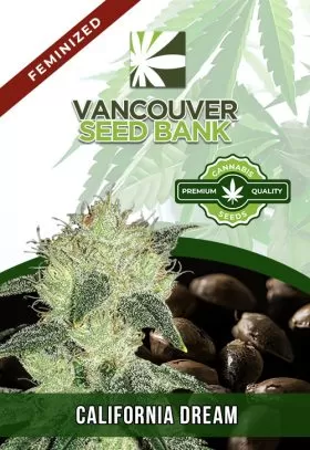 California Dream Strain Feminized