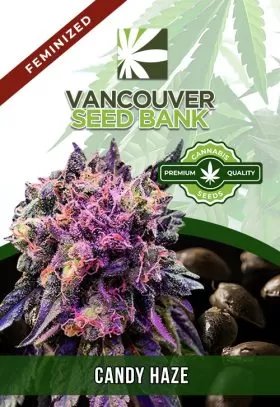 Candy Haze Feminized