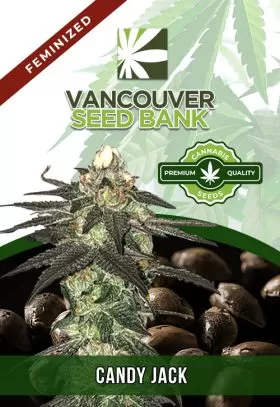 Candy Jack Strain Feminized