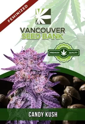 Candy Kush Feminized