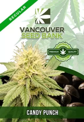 Candy Punch Strain Regular