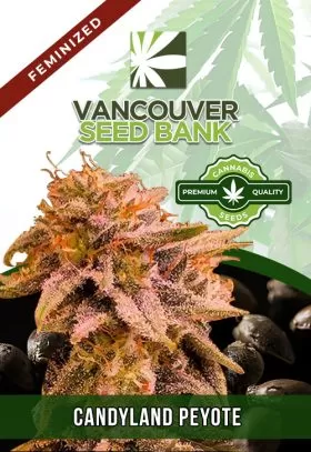 Candyland Peyote Strain Feminized