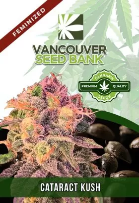 Cataract Kush Feminized