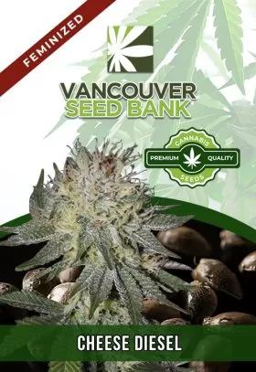 Cheese Diesel Strain Feminized