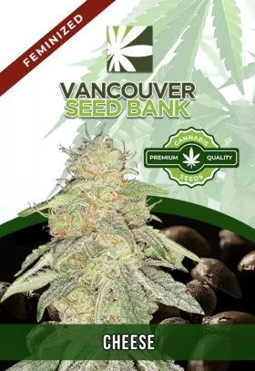 Cheese Strain Feminized