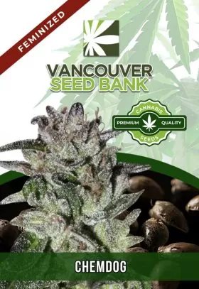 Chemdog Strain Feminized