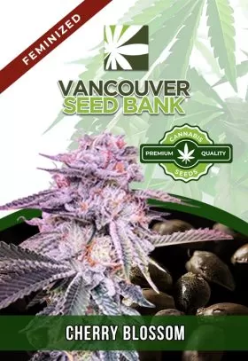 Cherry Blossom Strain Feminized