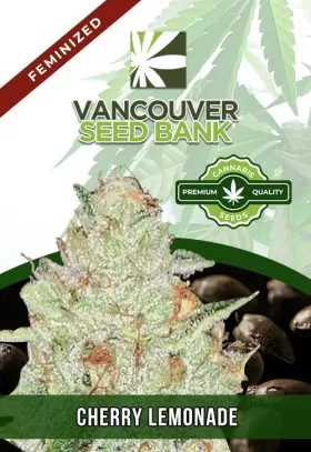 Cherry Lemonade Strain Feminized