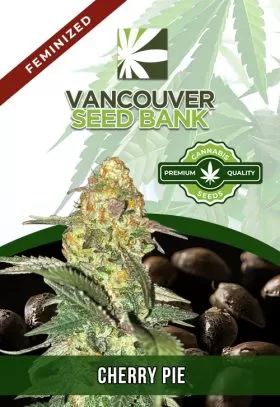 Cherry Pie Strain Feminized