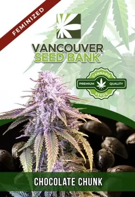 Chocolate Chunk Strain Feminized