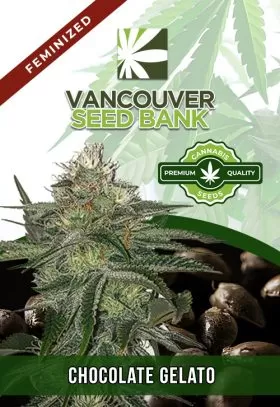 Chocolate Gelato Strain Feminized