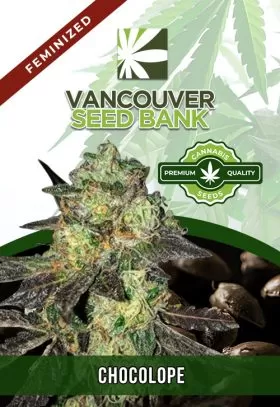 Chocolope Strain Feminized