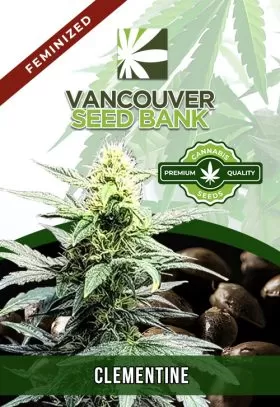Clementine Strain Feminized